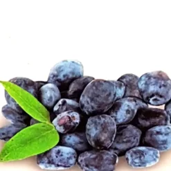 Lonicera Caerulea Fialka