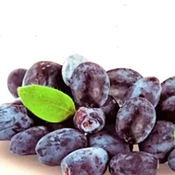 Lonicera Caerulea Morena