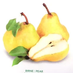 Standard Pear Pyrus Communis Williams P2