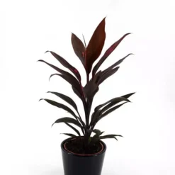 Cordyline Fruticosa Mambo