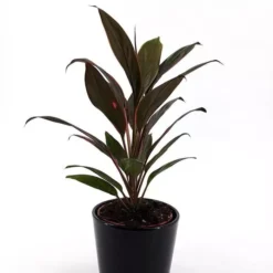 Cordyline Fruticosa Rumba