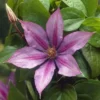 Clematis Dorothy Walton P14