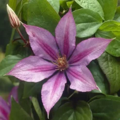Clematis Dorothy Walton P14