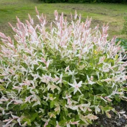 Salix Hakuro Nishiki P19