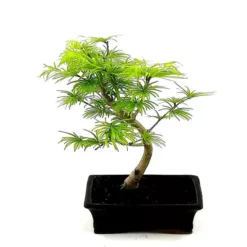 Bonsai Pseudolarix 15 Cm