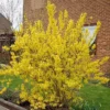 Forsythia X Intermedia Weekend 17 Cm Pot