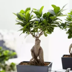 Bonsai Ficus Ginseng 15 Cm Pot