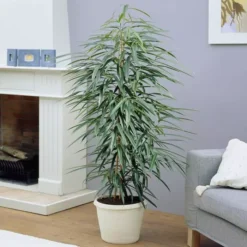 Ficus Binnendijkii Amstel King 27 Cm Pot