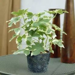 Fatshedera Lizei Pia Variegata 17 Cm