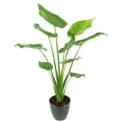 Alocasia Cucullata 17 Cm