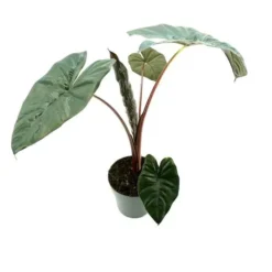 Alocasia Yucatan Princess 14 Cm