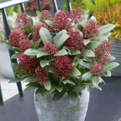 Skimmia Japonica Rubella P 15