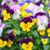 Viola Cornuta Mix X 12