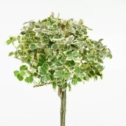 Emerald Gaiety Op Stam