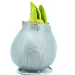 Amaryllis Touch Of Wax Zilver