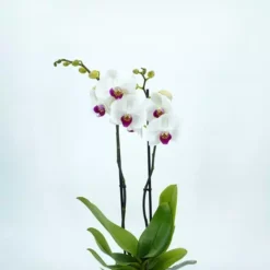 Orchidee Wit Met Rood Hart