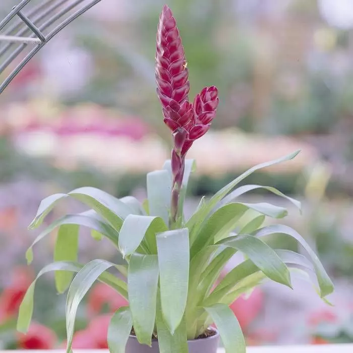 Vriesea Pink 1 Vriesea Pink