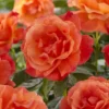 Floribunda Rose Orange 17 Cm Pot
