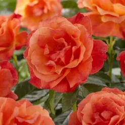 Floribunda Rose Orange 17 Cm Pot