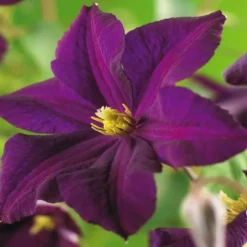 Clematis Romantika 11 Cm Pot
