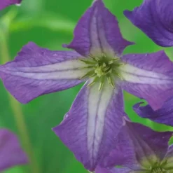 Clematis Viticella