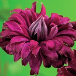 Clematis Viticella Purpurea Plena