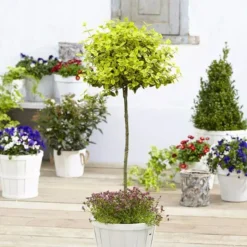 Standard Euonymus Emerald Gold 17 Cm Pot