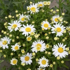 Leucanthemum Western Star Leo 13 Cm