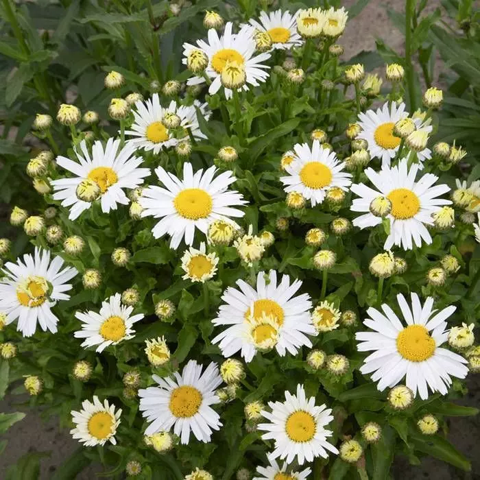Leucanthemum Western Star Leo 13 Cm 1 Leucanthemum Western Star Leo 13 Cm