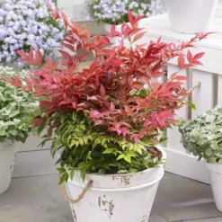 Nandina Domestica Obsessed 12 Cm Pot