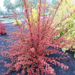 Physocarpus Opulifolius Little Angel 14