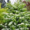 Viburnum Plicatum Kilimandjaro 9 Cm Pot