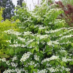 Viburnum Plicatum Kilimandjaro 9 Cm Pot