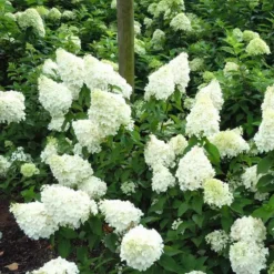 Hydrangea Paniculata Mojito 12 Cm Pot