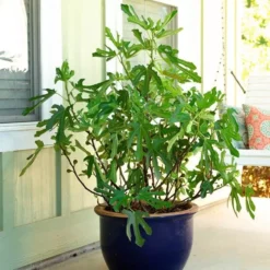 Fig Carica Little Miss Figyy 12 Cm Pot