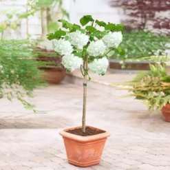 Standard Viburnum Opulus 19 Cm Pot