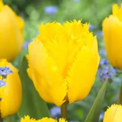 Tulp Fringed Crystal Star 11/12 Cm X 10