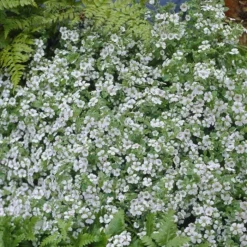 Gypsophila Cerastoides 13 Cm