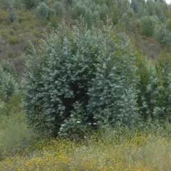 Eucalyptus Pulverulenta Baby Blue