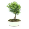 Bonsai Pinus Broom 20 Cm