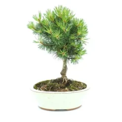 Bonsai Pinus Broom 20 Cm