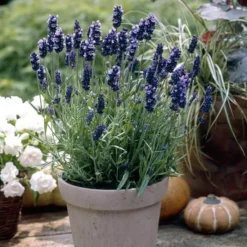 Lavendula Hidcote 19 Cm Pot