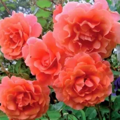 Climbing Rose Tropical Queen 11cm Pot