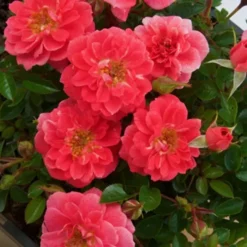 Climbing Rose Salmon Queen 11cm Pot