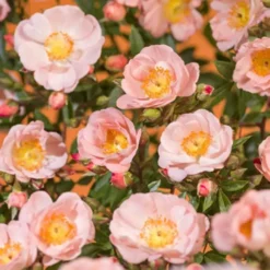 Climbing Rose Blushing Queen 11cm Pot