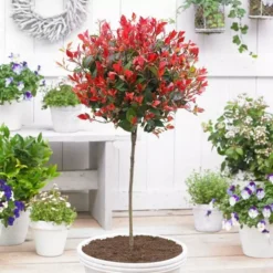 Photinia Red Robin Op Stam