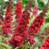 Buddleja Davidii Rood-Paars 17 Cm Pot