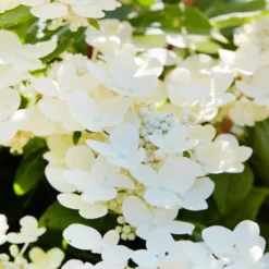 Hydrangea Paniculata Polestar 14 Cm Pot