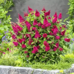 Buddleja Davidii Butterfly Candy Little Ruby 9 Cm