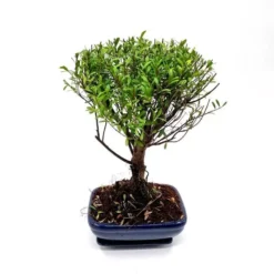 Bonsai Suzygium 20 Cm Broom